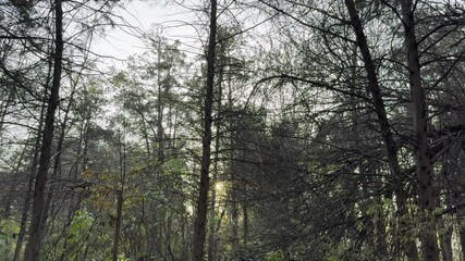 Wall Mural - beautiful sunlight coming through the trees in the park on a sunset hour with the sky in the backgro