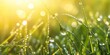 © ShStock - Water droplets on grass shimmer in the sunlight, creating a stunning display of nature s beauty. The water droplets on the grass enhance the vibrant scene, showcasing the freshness of the moment.