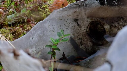Wall Mural - pile of trash left in a forest clearing, illustrating the problem of littering and environmental pol