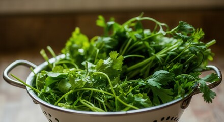 Canvas Print - Freshly washed green cilantro parsley in colander