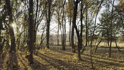 Wall Mural - beautiful sunlight coming through the trees on the sunset hour in the park with the blue sky in the 