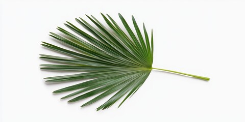 Sticker - Isolated palm leaf on a white background, showcasing the unique features of the palm leaf s texture and shape, perfect for various design projects highlighting natural elements of palm leaf.