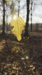 Wall Mural - closeup of a bright yellow autumn leaf with the sunlight coming through it in the park on a blurred 