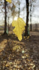 Wall Mural - closeup of a bright yellow autumn leaf with the sunlight coming through it in the park on a blurred 