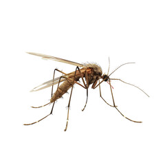 close up mosquito