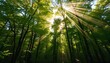 © Inner Visions - Lush forest with vibrant green trees, sunlight streaming through the canopy, and dappled light on the forest floor