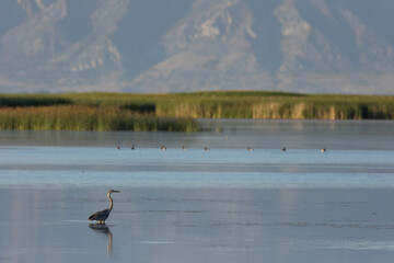 Wall Mural - A Great Blue Heron stands silently in the shallow water of the Bear River Migratory Bird Refuge in Brigham City UT, USA, with patches of reeds and distant mountains in the background. 
