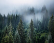 © AHMED - Morning fog envelops a dense pine forest, where tall trees vanish into the mist, evoking a sense of mystery, ai.