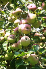 apples on a tree