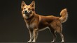 © owen - A fluffy, reddish-brown dog stands confidently against a dark background, showcasing its playful expression and strong posture.