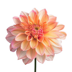 Wall Mural - peach dahlia flower