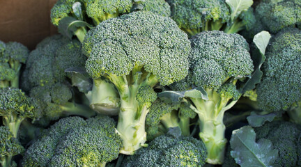 Wall Mural - Pile Lots of natural broccoli. Broccoli Background Concept. Vegetables over broccoli. from the top view.