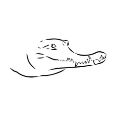 Wall Mural - Crocodile sketch. Aligator. Vector hand drawn illustration