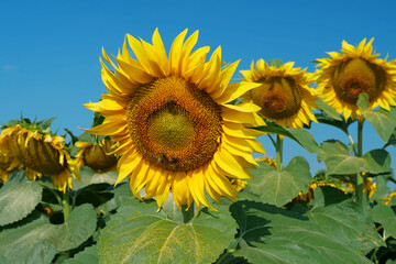 Worker bees on beautiful sunflowers in the field. Bees are very useful insects