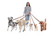 © New Africa - Young woman with five different dogs on white background. Dog walking service