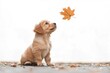 © Fotograf - A young dog sitting on the ground, gazing upwards at a falling leaf