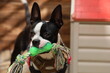 © Joice - Boston Terrier
