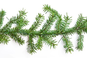 a close-up shot of a single branch from a fir tree on a plain white surface