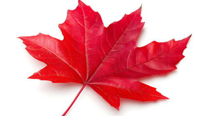 Poster - Vibrant red sugar maple leaf isolated on white background autumn foliage
