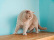 © mark_gusev - Cute chubby British short hair cat in light brown color sitting on a wooden furniture by a blue wall. Cute and kind house pet with which shows self confidence and high moral standards.
