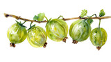 Sprig of ripe green gooseberry on a white background, watercolor drawing.