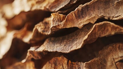 Close-up of the textured bark of a tree with natural light.