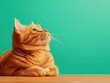 © Preeyanuch - A curious ginger cat gazing upward with a bright green background, showcasing its playful personality and charming features.