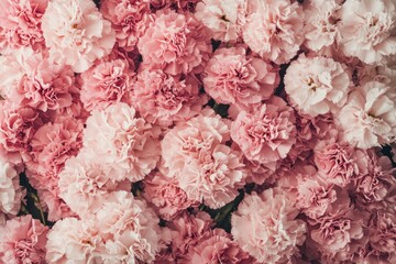 Wall Mural - A close-up image of a pink and white carnation flower bouquet.