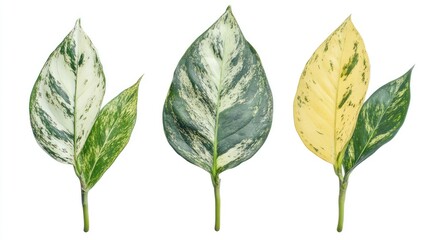 Poster - Three green and white variegated leaves with yellow leaf isolated on a white background.