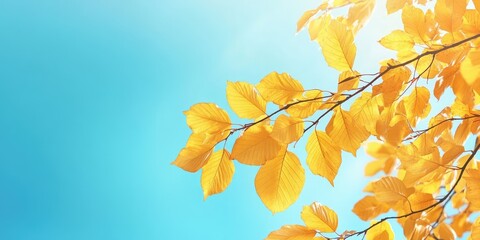 Poster - Autumn yellow leaves on branches in a park against a blue sky, with copy space.