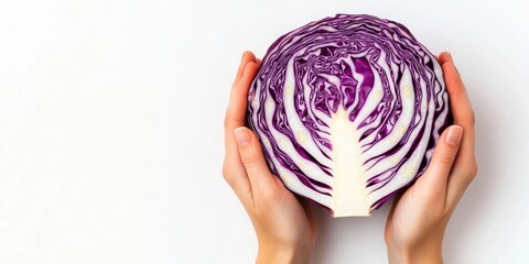 Wall Mural - Hands holding half of a red cabbage against a white background. Copy space. Top view.