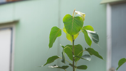 Wall Mural - bodhi tree in the garden.