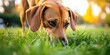 © HN Works - Large dog sniffing the grass to track, rescue, or hunt, with selective focus and copy space at the bottom of the image.