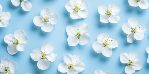 Sticker - Spring background featuring beautiful white blossom flowers on blue paper. Top view, flat lay. Summer theme. Creative arrangement.