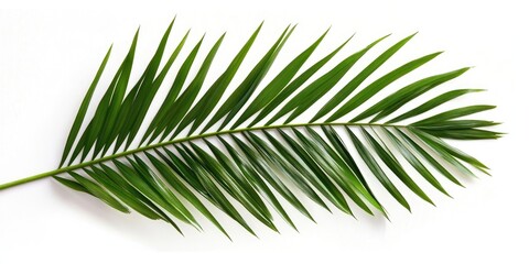 Poster - Green palm tree against a white background. Close-up of a green palm leaf.