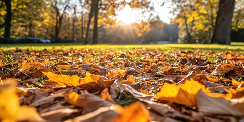 Poster - Ground blanketed with fallen leaves on a sunny autumn day
