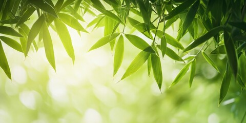 Aufkleber - Close-up of a bamboo forest with green leaves illuminated by natural light. Macro shot taken from beneath the bamboo tree. Landscape view of bamboo leaves isolated on a white background.