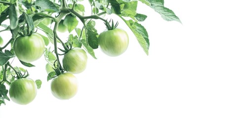 Aufkleber - Green organic tomatoes growing on a tree with a white background and copy space.
