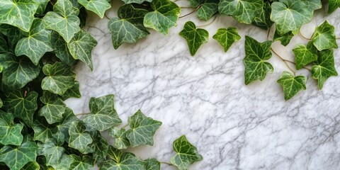 Aufkleber - Ivy plant viewed from above on a marble background.