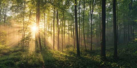 Poster - The morning sun's rays filter through the branches of a deciduous forest in Siebenbrunn, close to Augsburg.