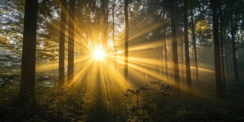 Poster - The morning sun's rays filter through the branches of a deciduous forest in Siebenbrunn, close to Augsburg.