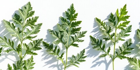 Aufkleber - Macro photograph of yarrow leaves against a white background. Fresh greens, vibrant sunlight, and shadows. Botanical floral frame featuring copy space.