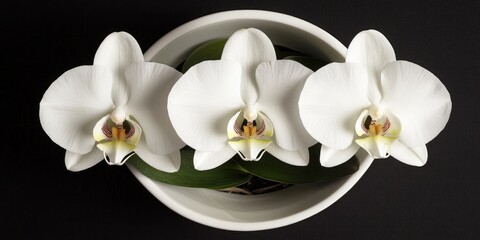 Aufkleber - Top view, featuring three white orchid flowers in a white pot isolated against a black background for design or stock photo purposes, showcasing floral summer and tropical plants.