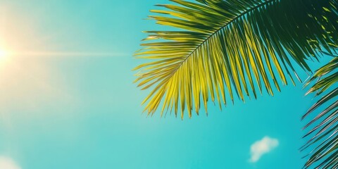 Poster - Coconut leaf and blue sky on a sunny day. A beautiful background suitable for travel, vacation, or any of your content. Copy Space