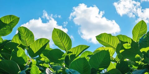 Poster - group of green leaves and sky, clouds and blue sky, garden green leaves, green leaves produce oxygen