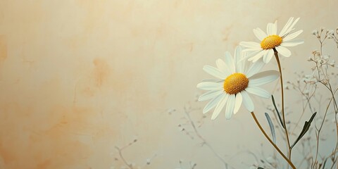 Fototapete - Common daisy (chamomile) blooms on a light background.