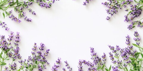 Aufkleber - Purple lavender flowers on a white background with copy space.