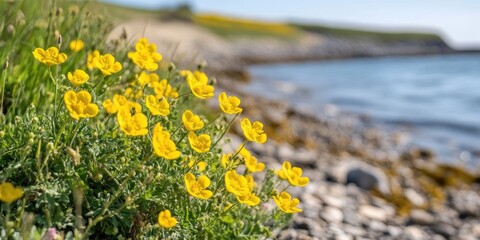 Poster - Yellow flowers along the shoreline. (Tribulus terrestris Linn.)