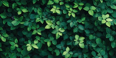 Poster - Green nature with copyspace suitable for use as a background or wallpaper.