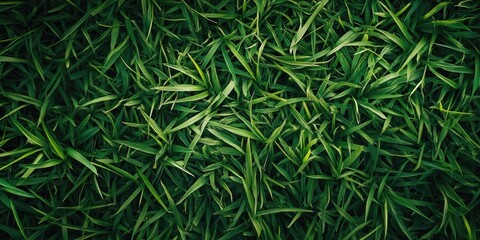 Poster - the green grass on the ground